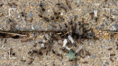 Flying ant season is back, causing experts to issue an 'early swarm warning' - here's what that means