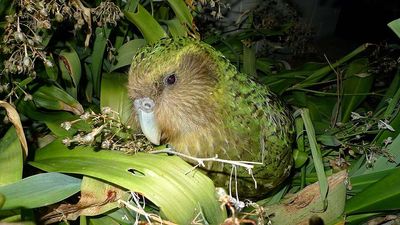 New Zealand moved every surviving kakapo to predator-free islands after cats and stoats pushed the flightless parrot toward extinction; decades later, the entire species is still being managed bird by bird