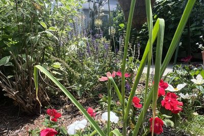 A vegetable garden doesn’t need full sun - these plants can thrive in the shade