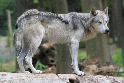 In 1995, the United States released 31 grey wolves from Canada into Yellowstone after the predators had been exterminated for nearly 70 years, hoping to rebuild a collapsing ecosystem; today, wolves have helped restore elk numbers, willow forests and beaver populations