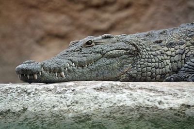 Nile Crocodiles appearing in Egyptian drains and villages hundreds of kilometres from their natural habitat, residents feared they were spreading north; later, wildlife experts proposed a very different explanation.
