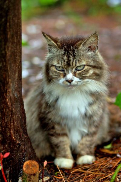 In 2010, the United States trapped and removed every feral cat from California's San Nicolas Island after decades of predation on native wildlife; rare seabirds and endemic species began recovering.