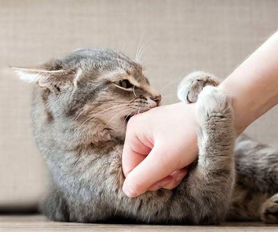 Why does a happy cat suddenly bite during petting? Here's what experts say your cat is telling you with those quiet warning signals