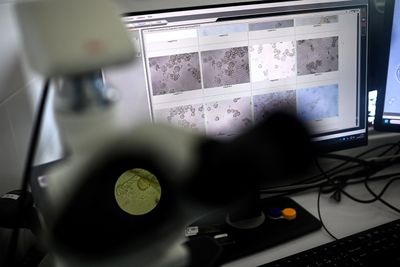 Scientists Solved a 30-Year-Old Mystery About Rye Pollen's Anti-Tumor Properties