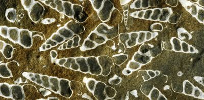 NZ’s unique fossil record of marine molluscs helps scientists predict extinction risk – before it’s too late