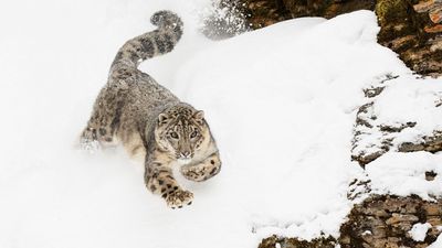 WWF uses trail cameras to shed new light on the world’s most elusive big cat - the ‘Ghost of the Mountain’