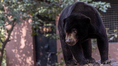 Hotel guest in Tibet hears pounding on their door at 3 AM, then locks eyes with the bear that broke it down