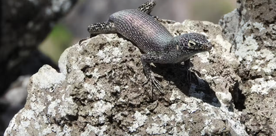 Island life changed how Brazil’s Noronha skink reproduces, but the lizard’s strategy might be failing in a rapidly evolving world