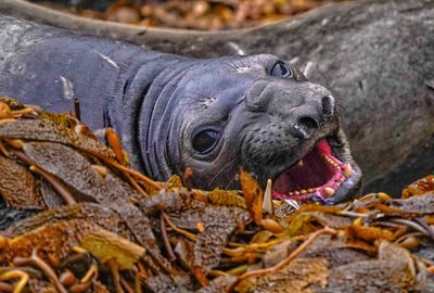 Please give Neil the Seal some space