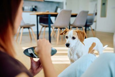 Does your dog stare during every meal? Scientists reveal the real reason it isn't always about wanting your food anymore
