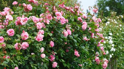 How to Water Roses in a Heatwave – Keep Them Hydrated to Prevent Wilting and Damage this Summer