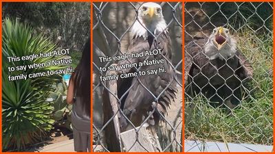 ‘When we both were free’: Albuquerque zoo was dead silent, until a native family walks up to the American Eagle exhibit