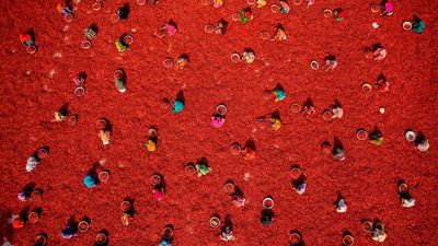 This vibrant bird’s-eye view of a chili farm in Bangladesh just won a major aerial photography award — and it was captured with a DJI Mavic 4 Pro