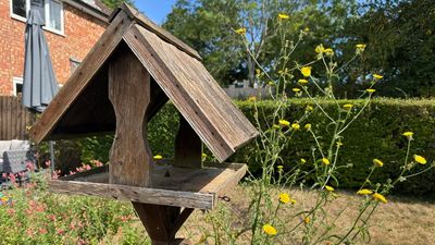 You could be making a huge mistake with your bird feeder — here's what you should be doing instead