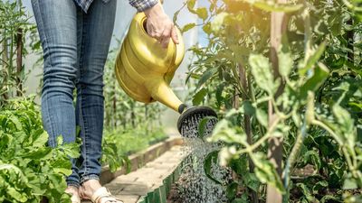 What to Do With Tomatoes in July Heat –The Watering Routine That Keeps Plants Healthy and Productive