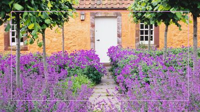 How often should you water lavender in the heat? Experts offer advice for a summer care routine
