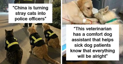 If You Are Having A Bad Day, These 80 Aww-Worthy Photos And Stories May Lift Your Spirits