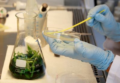 Michigan's Cyclospora Parasite Outbreak Has Exploded to 681 Cases in One Week as Health Officials Urge Precautions