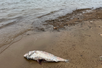 Mass death of marine animals in Australia caused by ‘world’s most toxic algae’