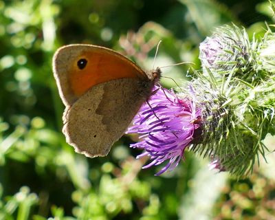 Country diary: Following the flight path of a meadow brown