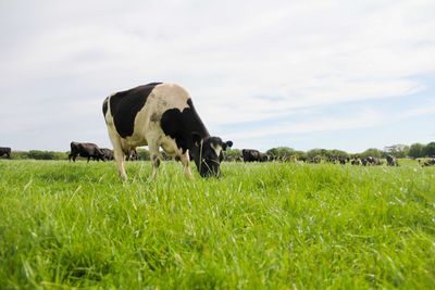 How New Zealand became global laboratory for climate friendly cows