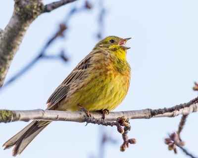 Birdwatch: A yellowhammer cheer squad on my cycle around Suffolk