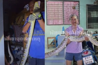 Giant python captured after woman's cats go missing