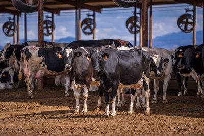 EU Wants to Change How Meat, Eggs and Dairy Are Produced: Here's What's in the New Livestock Strategy