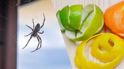 I make a natural spider deterrent every summer using citrus peels — here's how to spider-proof your home for free