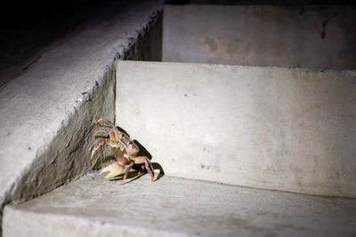 Taiwan's migrating crab population rebounds thanks to safer road crossings