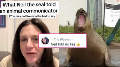 A Pet Psychic Has Spoken To Neil The Seal & TBH His Message For Us Is Brutal