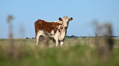 'Attack on farmers': questions over mass land sale