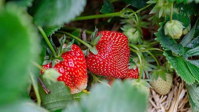 Spanish strawberries among Europe's cleanest, study finds low pesticide levels