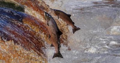 Salmon population in Scottish river 'under significant pressure' from high water use