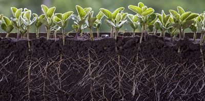 Fertilizers carry a hidden cost for soil’s crucial microbes – using less as prices rise might pay off for farms in unexpected ways