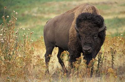 The United States in the early 1900s rounded up the last remaining wild American bison after commercial hunting reduced the species to only a few hundred animals; today, hundreds of thousands once again roam protected lands
