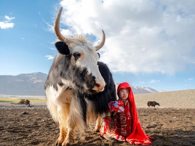 An Afghan girl calmly milks a giant yak: Daniel Malikyar’s best photograph