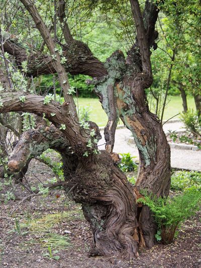 The United States encouraged widespread planting of Russian olive trees during the 1900s to create windbreaks and wildlife habitat, but the trees spread along western rivers, replacing native cottonwood forests and altering bird communities