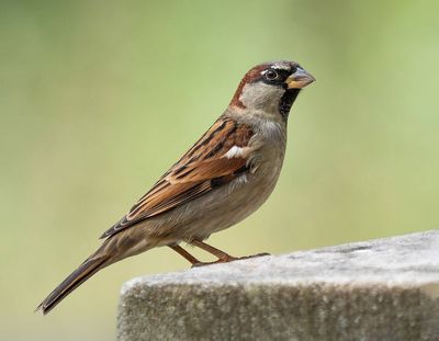 The United States released house sparrows in the 1850s and starlings in the 1890s to make cities feel more familiar to European settlers, but the introductions backfired as both species spread nationwide, competing with native bluebirds, swallows and woodpeckers for scarce nesting cavities
