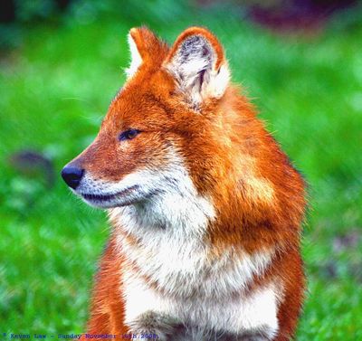 The United States in the late 1970s captured the last remaining wild red wolves after hybridisation and habitat loss pushed the species toward extinction; captive breeding later made it possible to return wolves to the wild in North Carolina