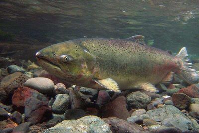 The United States removed two massive dams from Washington’s Elwha River to reopen salmon habitat blocked for nearly a century; by 2014, the dams were gone, and salmon were moving back upstream