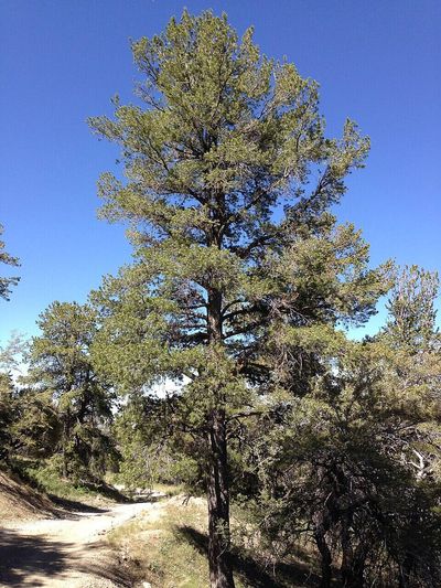 Two endangered Canadian pines are losing ground to blister rust, beetles, and climate change, but a new coordination plan aims to keep recovery efforts working across borders