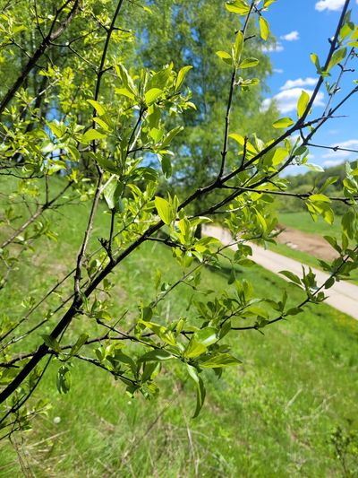 In the early 1800s, North America planted European buckthorn as an ornamental hedge and windbreak, but scientists now say cutting it down isn't enough; native wildflowers must be planted immediately to stop it from returning
