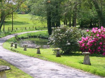 Ireland planted ornamental rhododendrons in the 1700s to beautify country estates, but more than 200 years later, scientists say they are smothering ancient oak forests and preventing native trees from regenerating