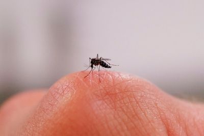 CDC urges Americans to prevent mosquito bites as West Nile cases surge