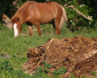 California turns to worms and microbes to tackle livestock manure pollution and create eco-friendly fertiliser