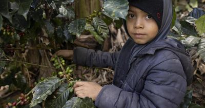 UK Government warned forced labour ban 'will drive rise in child labour'
