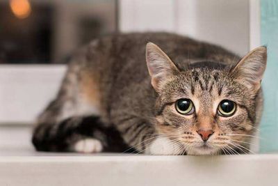 Can cats experience separation anxiety like dogs? How can you tell if your cat is feeling lonely? Scientists explain the surprising signs