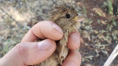 Baby birds show highest levels of forever chemicals