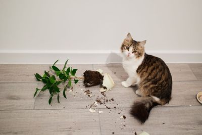 Pet Stocks Have Slipped Since COVID. Is This an Investing Opportunity?